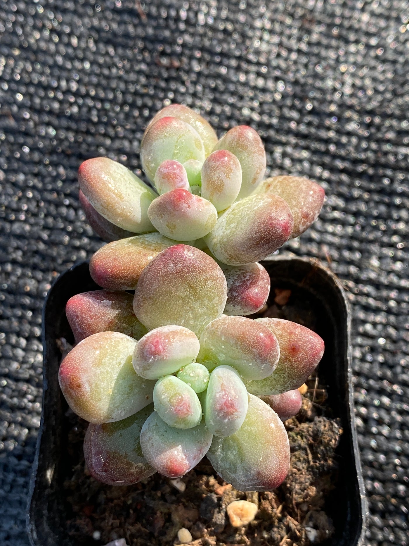 TH653     多肉植物     （35株）セット