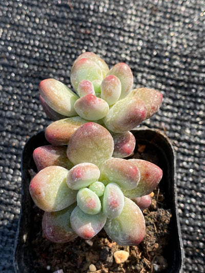 TH653     多肉植物     （35株）セット