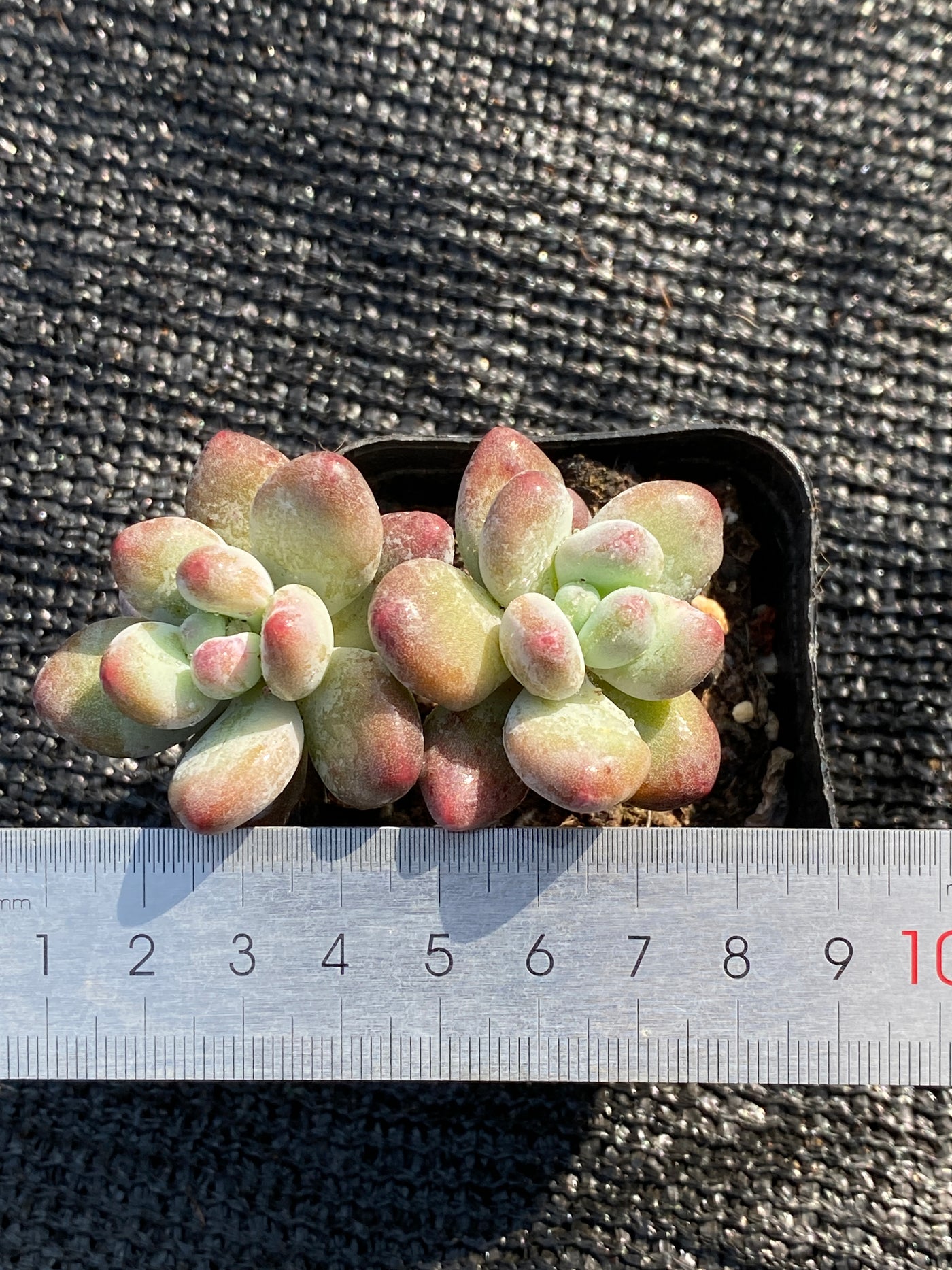 TH653     多肉植物     （35株）セット