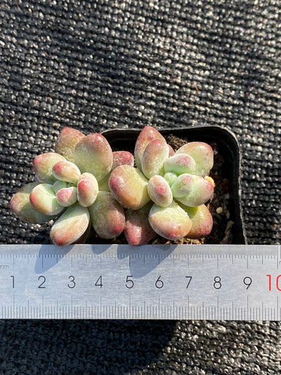 TH653     多肉植物     （35株）セット