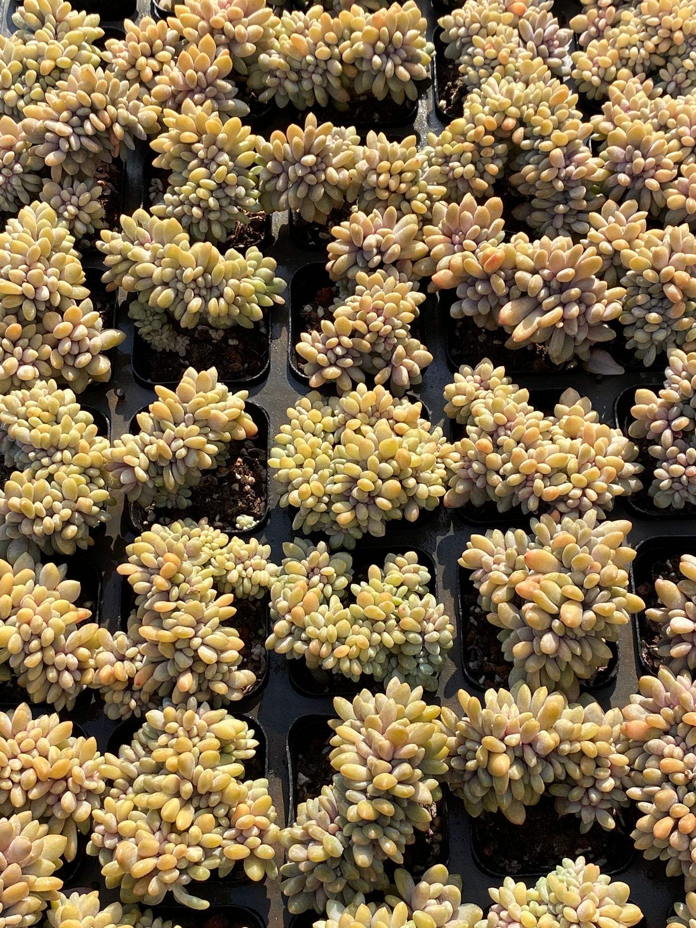 TH656     多肉植物     （24株）セット