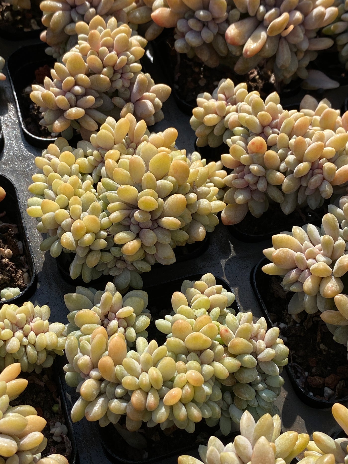 TH656     多肉植物     （24株）セット