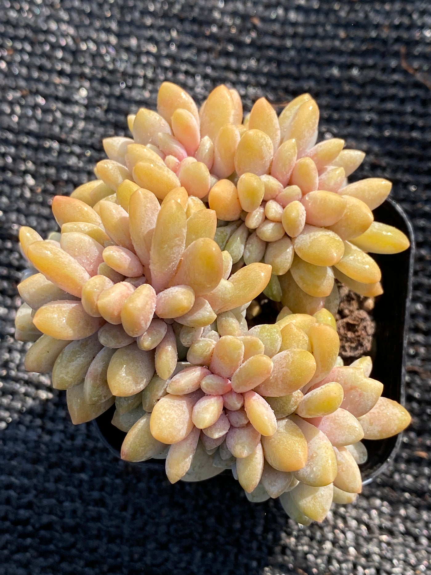 TH656     多肉植物     （24株）セット