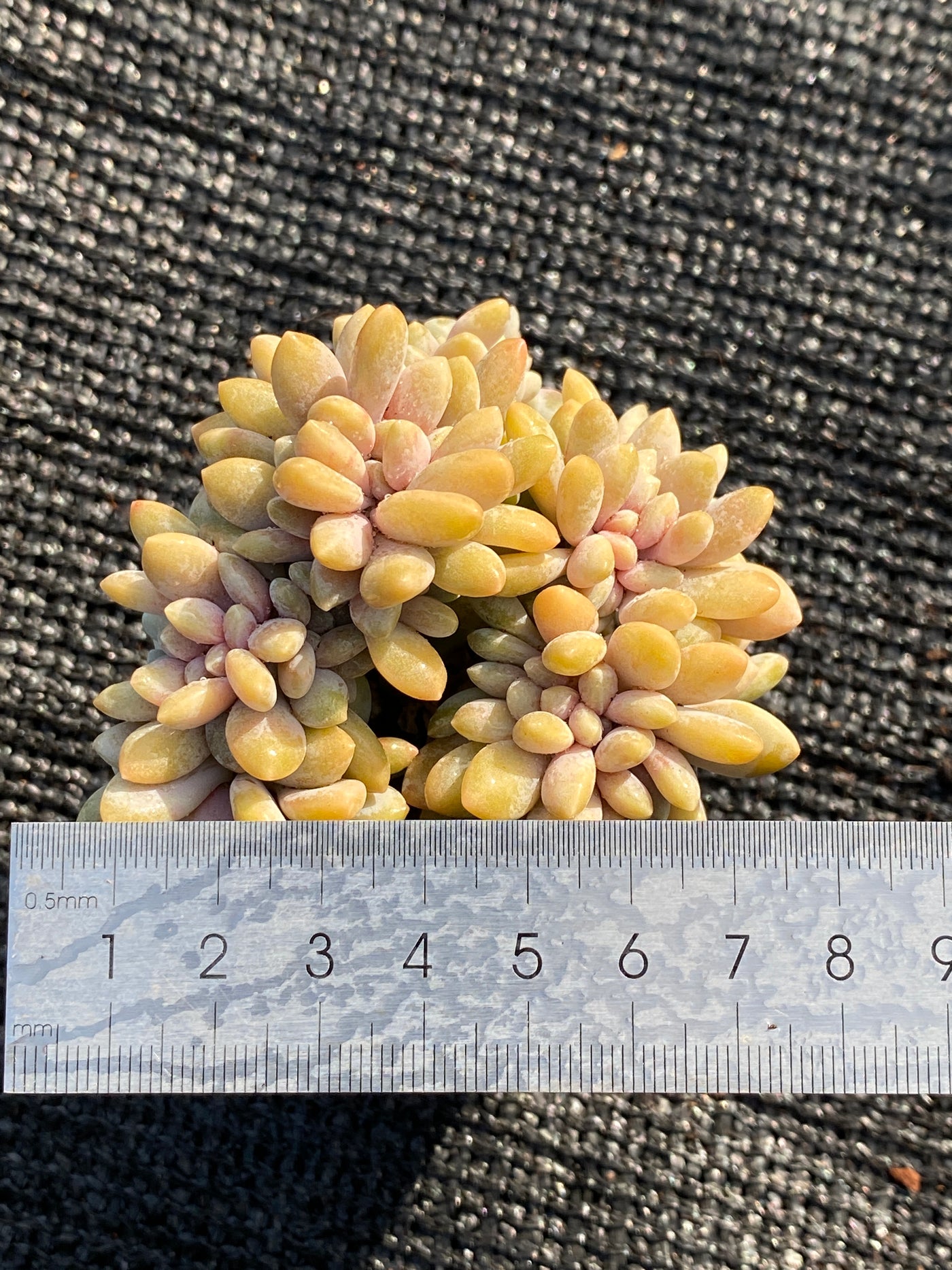 TH656     多肉植物     （24株）セット