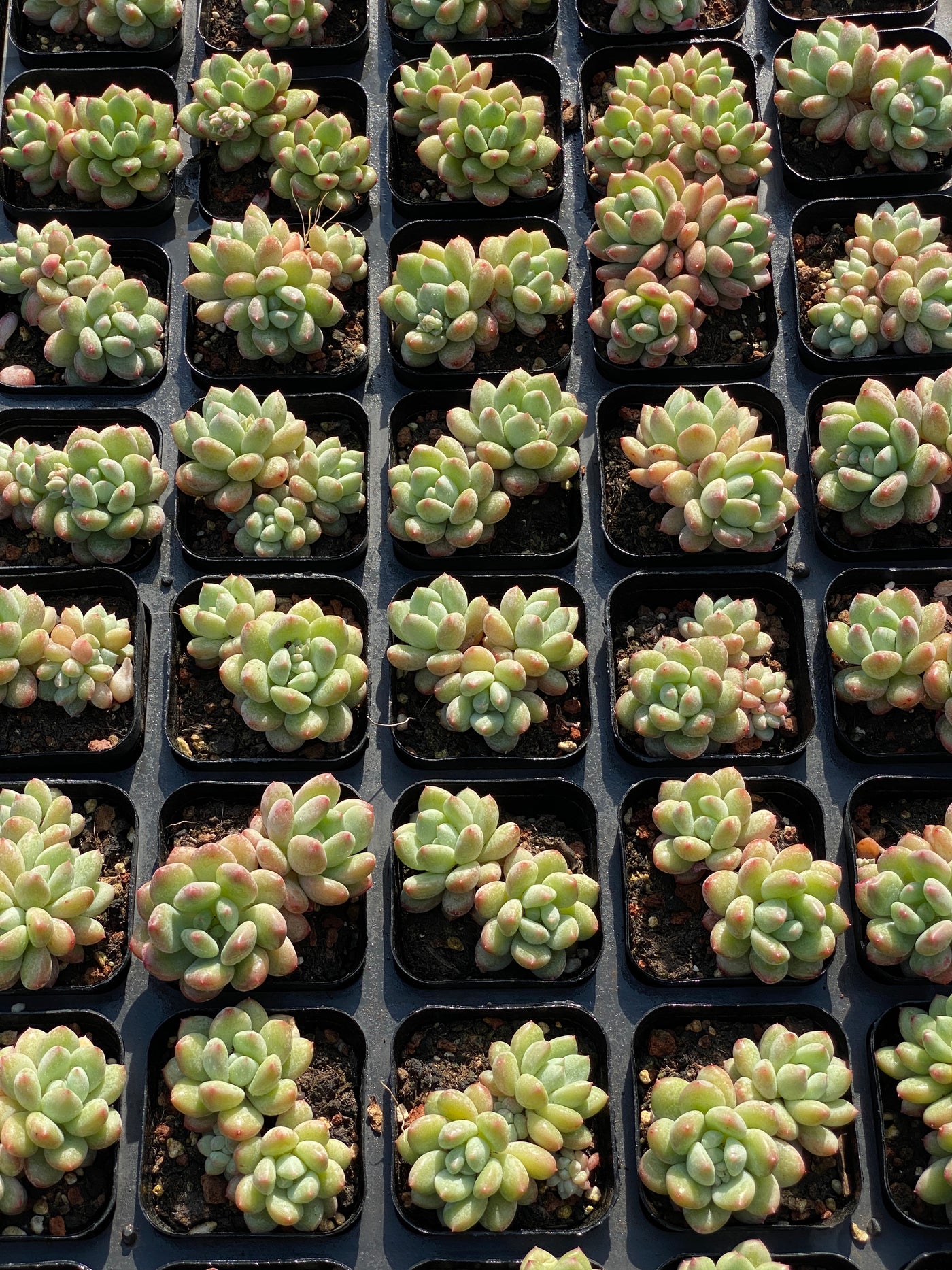 TH635     多肉植物     （32株）セット