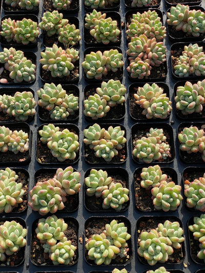 TH635     多肉植物     （32株）セット