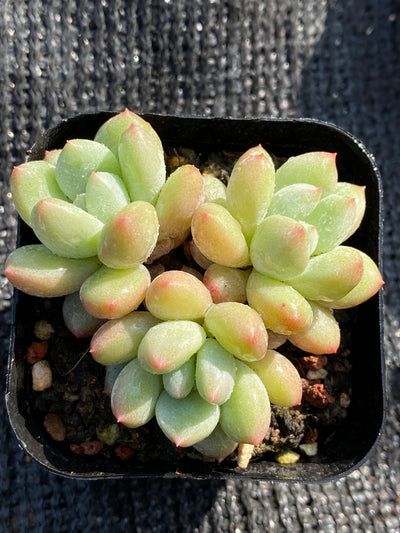 TH635     多肉植物     （32株）セット