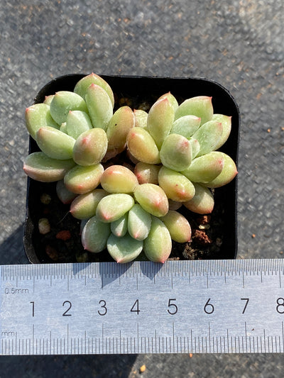 TH635     多肉植物     （32株）セット