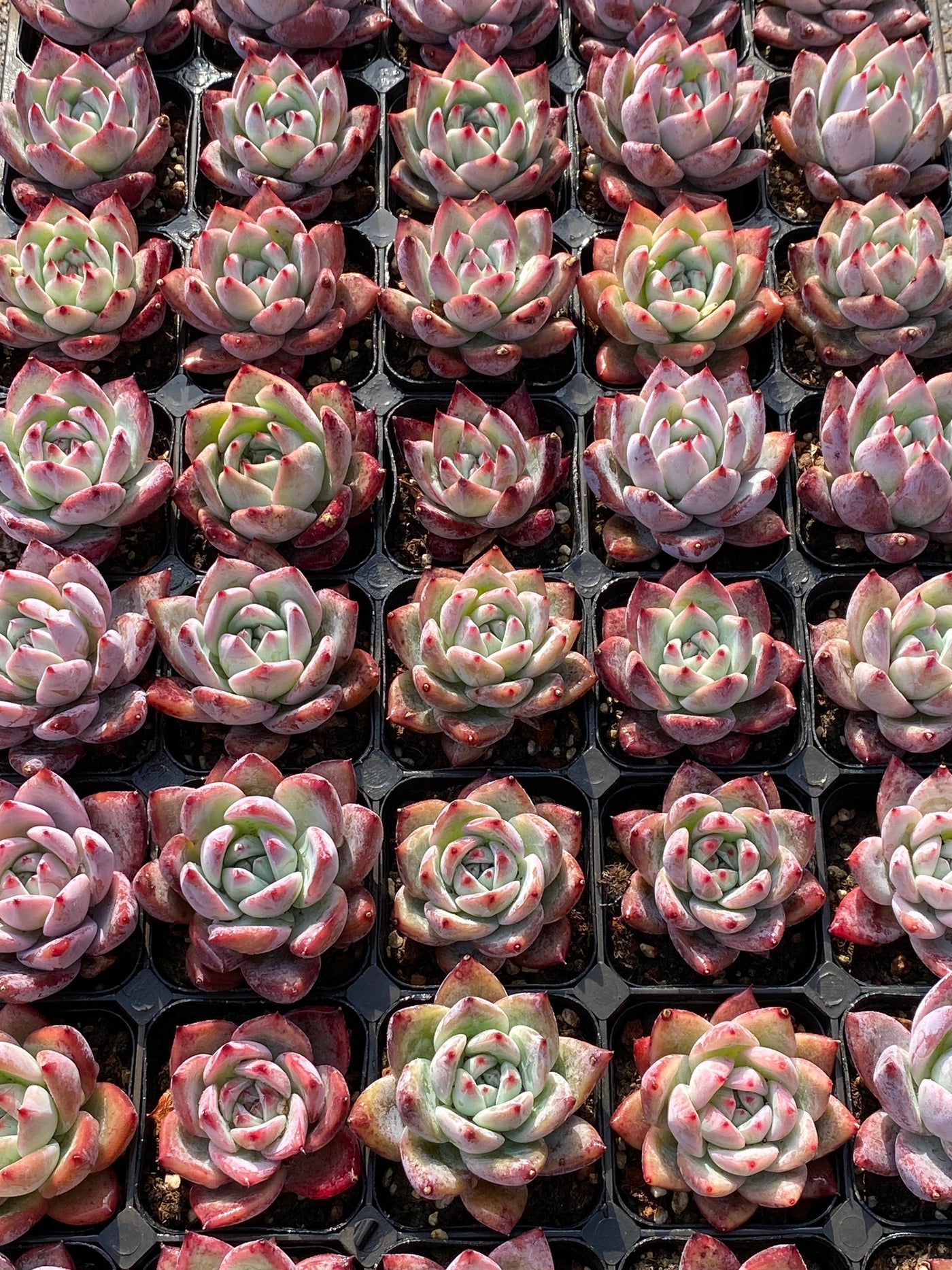 TH661     多肉植物     （30株）セット