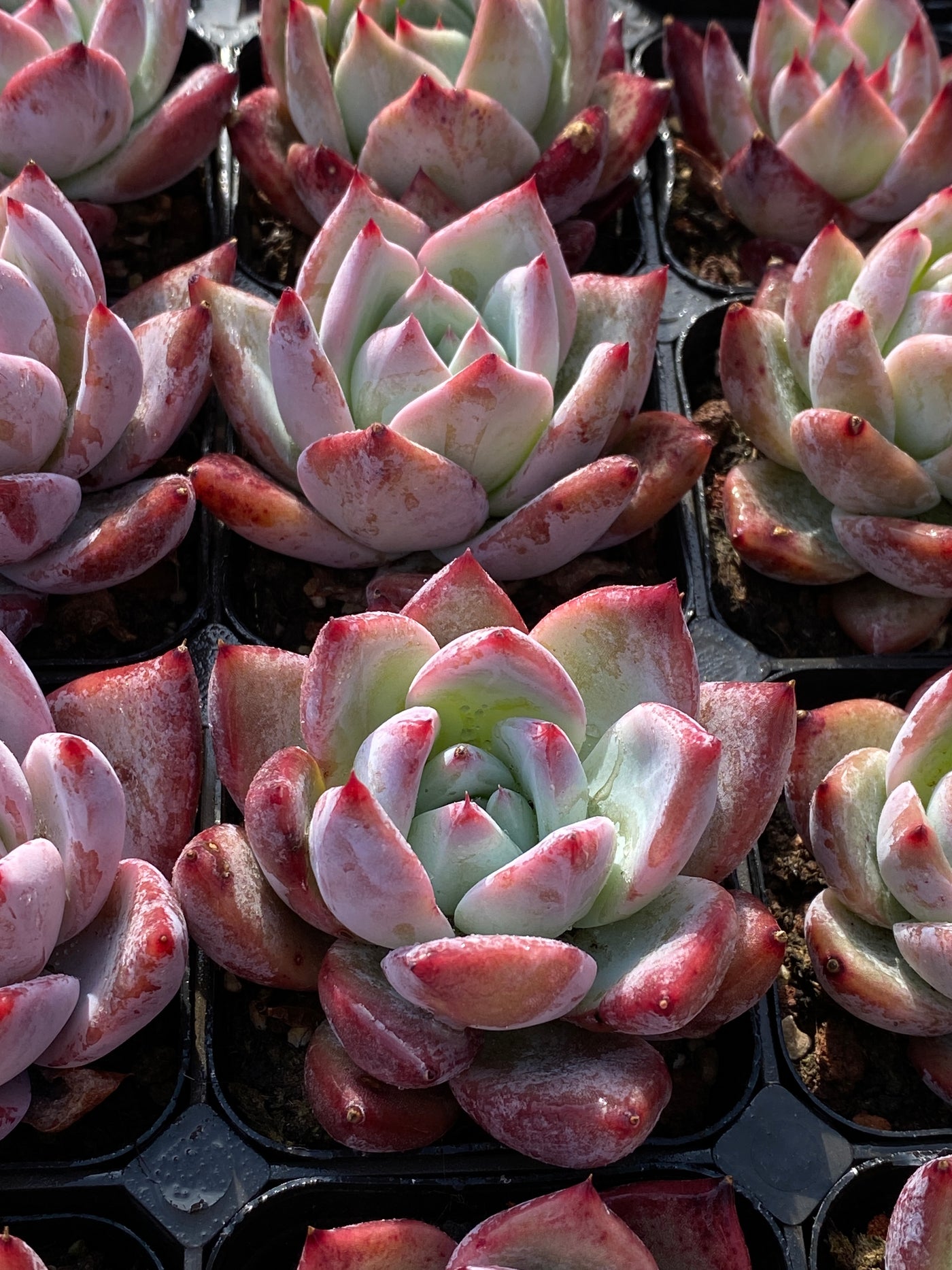 TH661     多肉植物     （30株）セット
