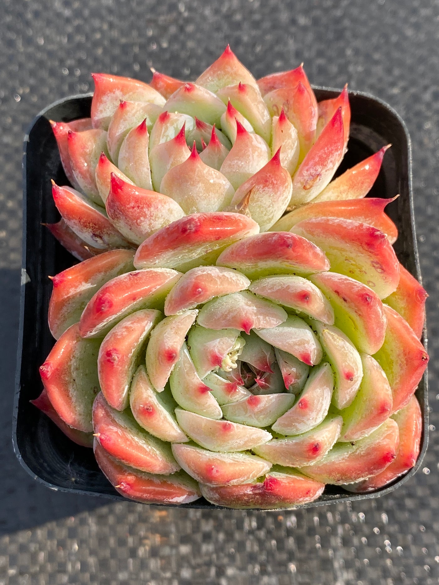 TH630     多肉植物     （40株）セット