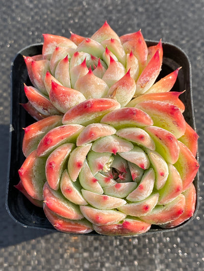 TH630     多肉植物     （40株）セット