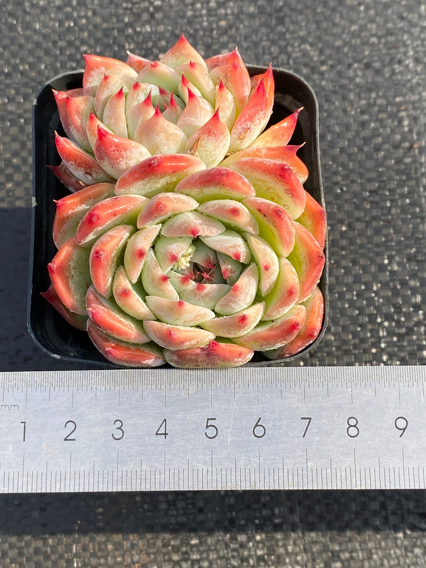 TH630     多肉植物     （40株）セット