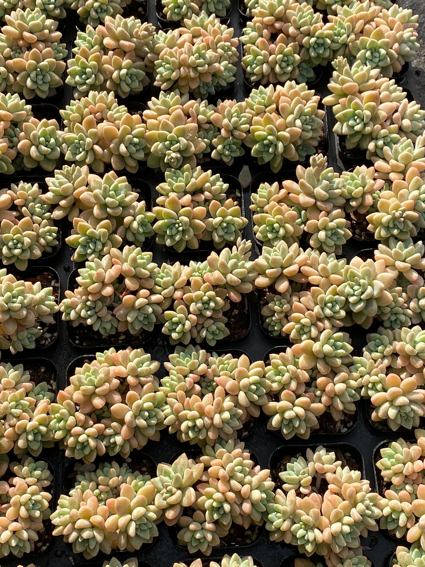 TH644     多肉植物     （48株）セット
