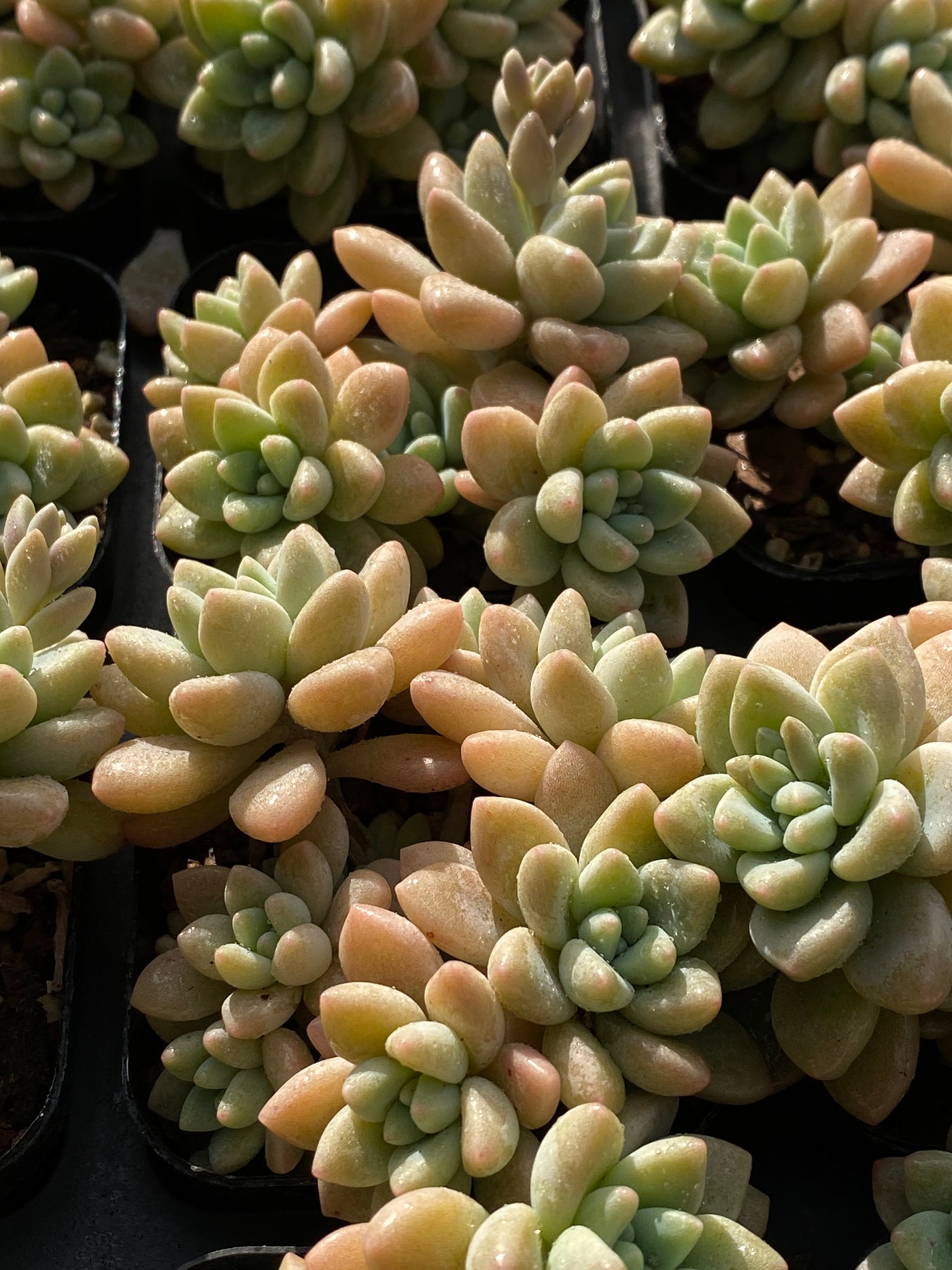 TH644     多肉植物     （48株）セット