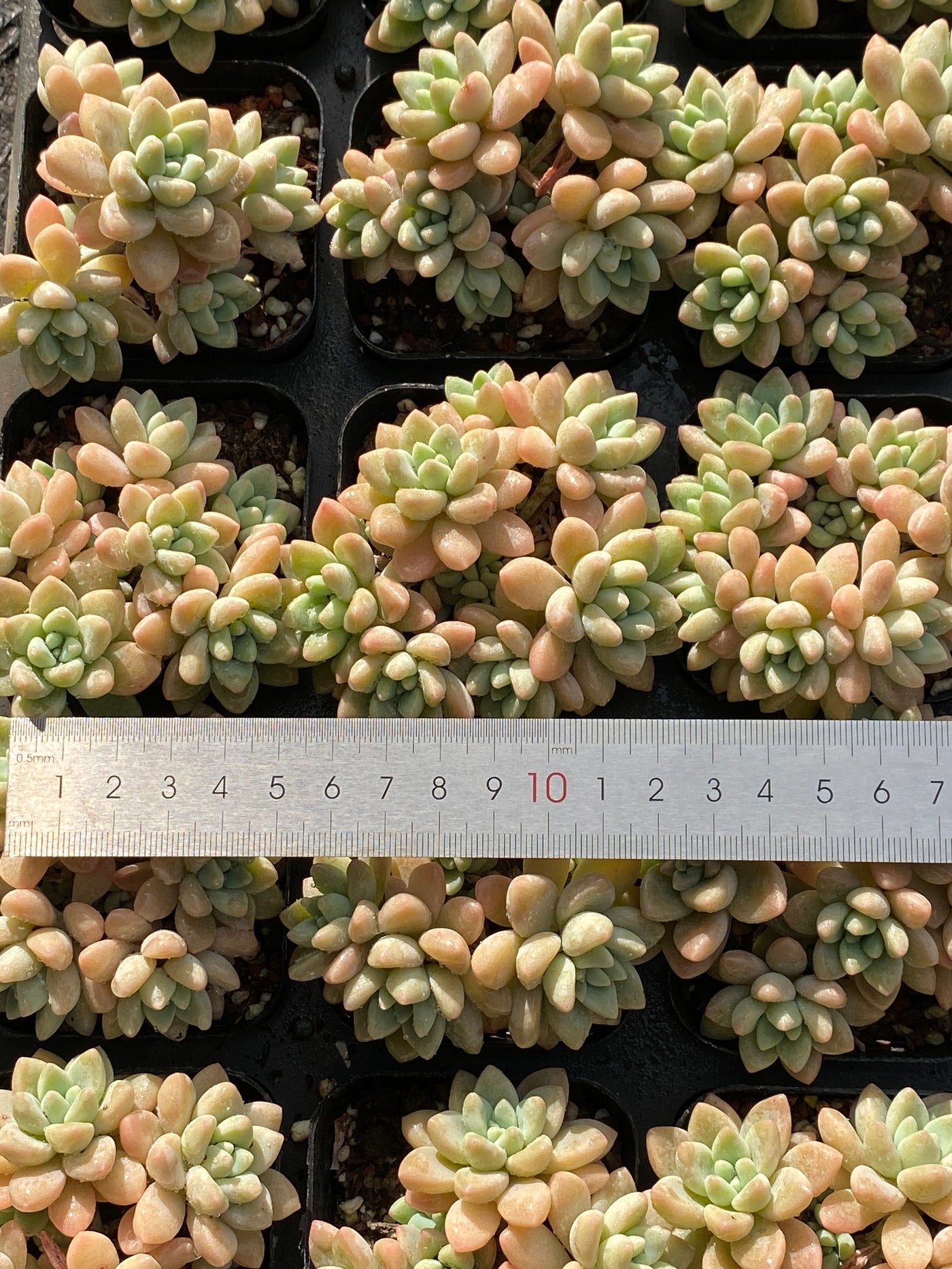 TH644     多肉植物     （48株）セット