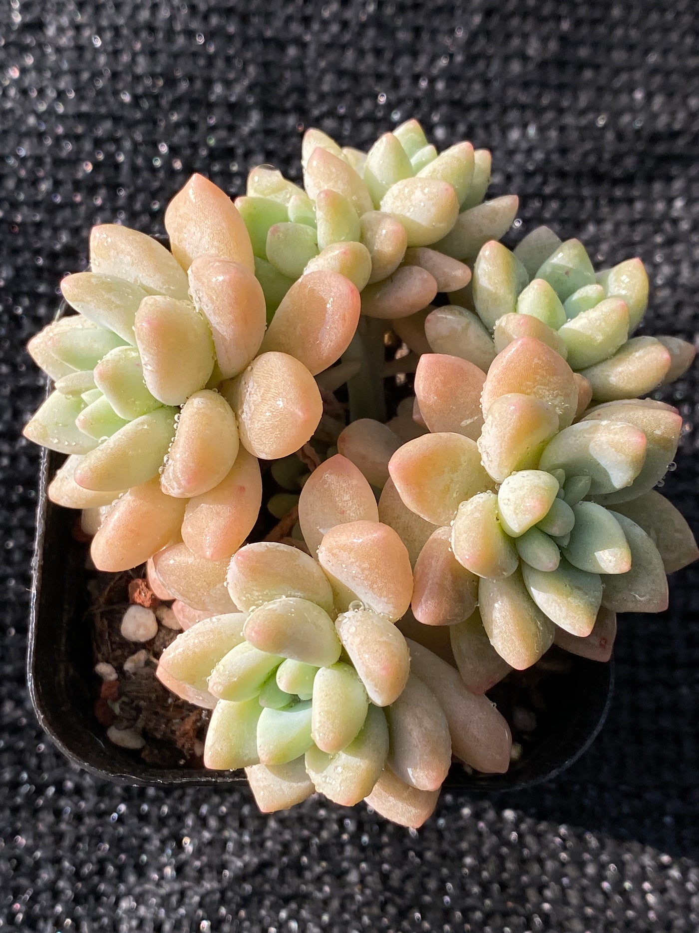 TH644     多肉植物     （48株）セット