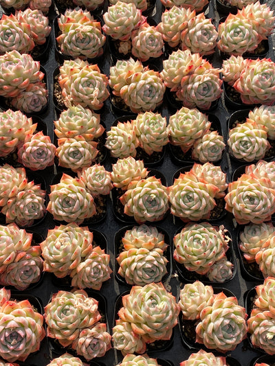 TH631     多肉植物     （40株）セット