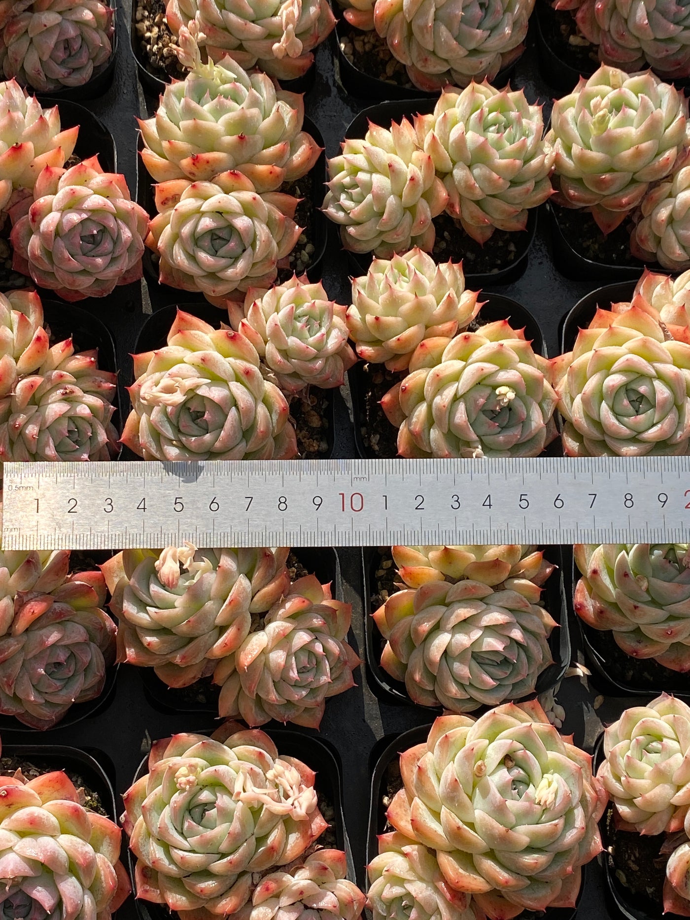 TH631     多肉植物     （40株）セット