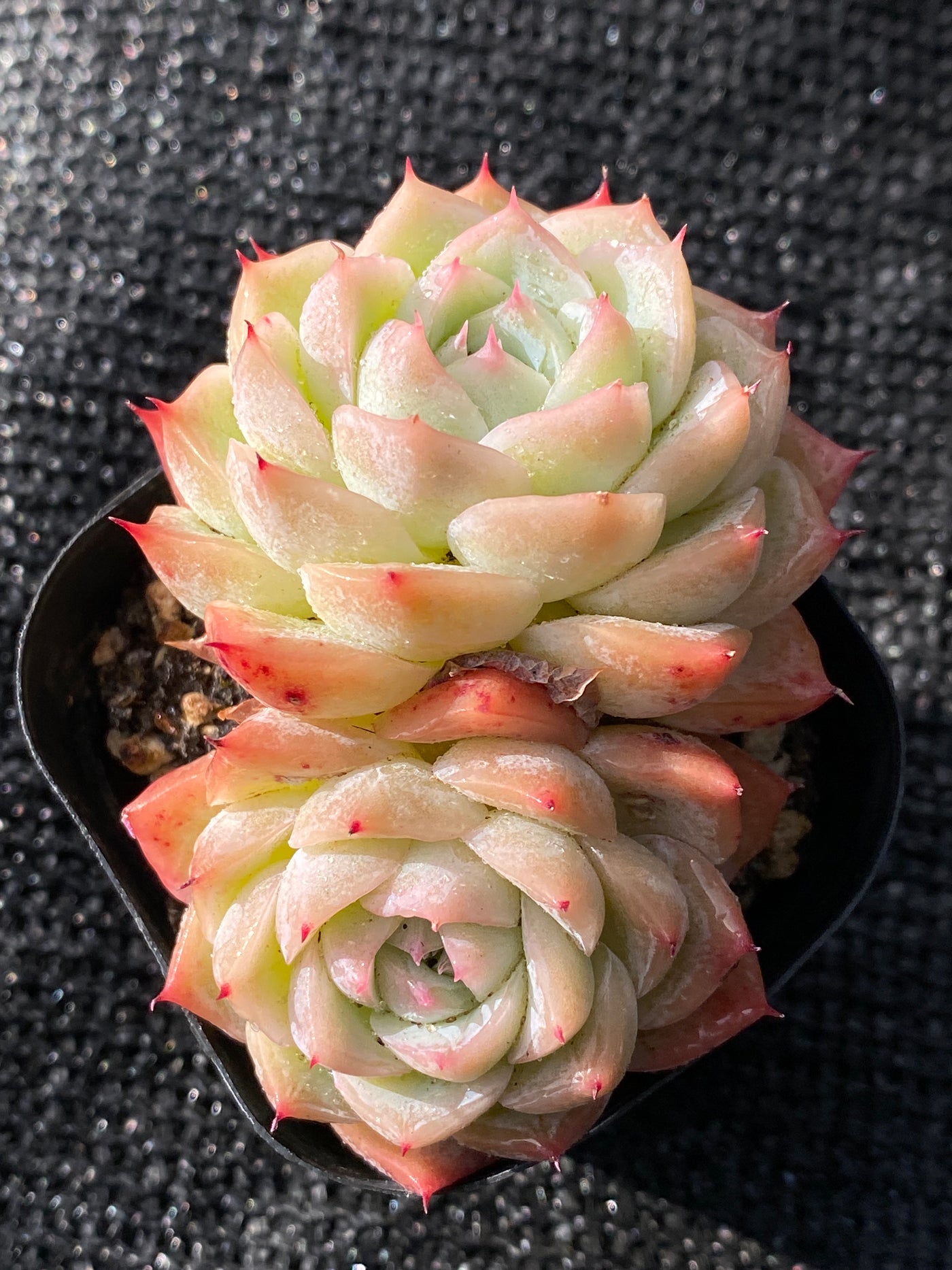 TH631     多肉植物     （40株）セット