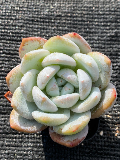 TH659     多肉植物     （20株）セット