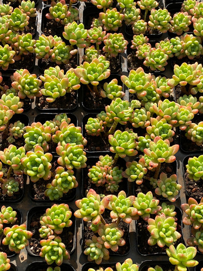TH651     多肉植物     （25株）セット