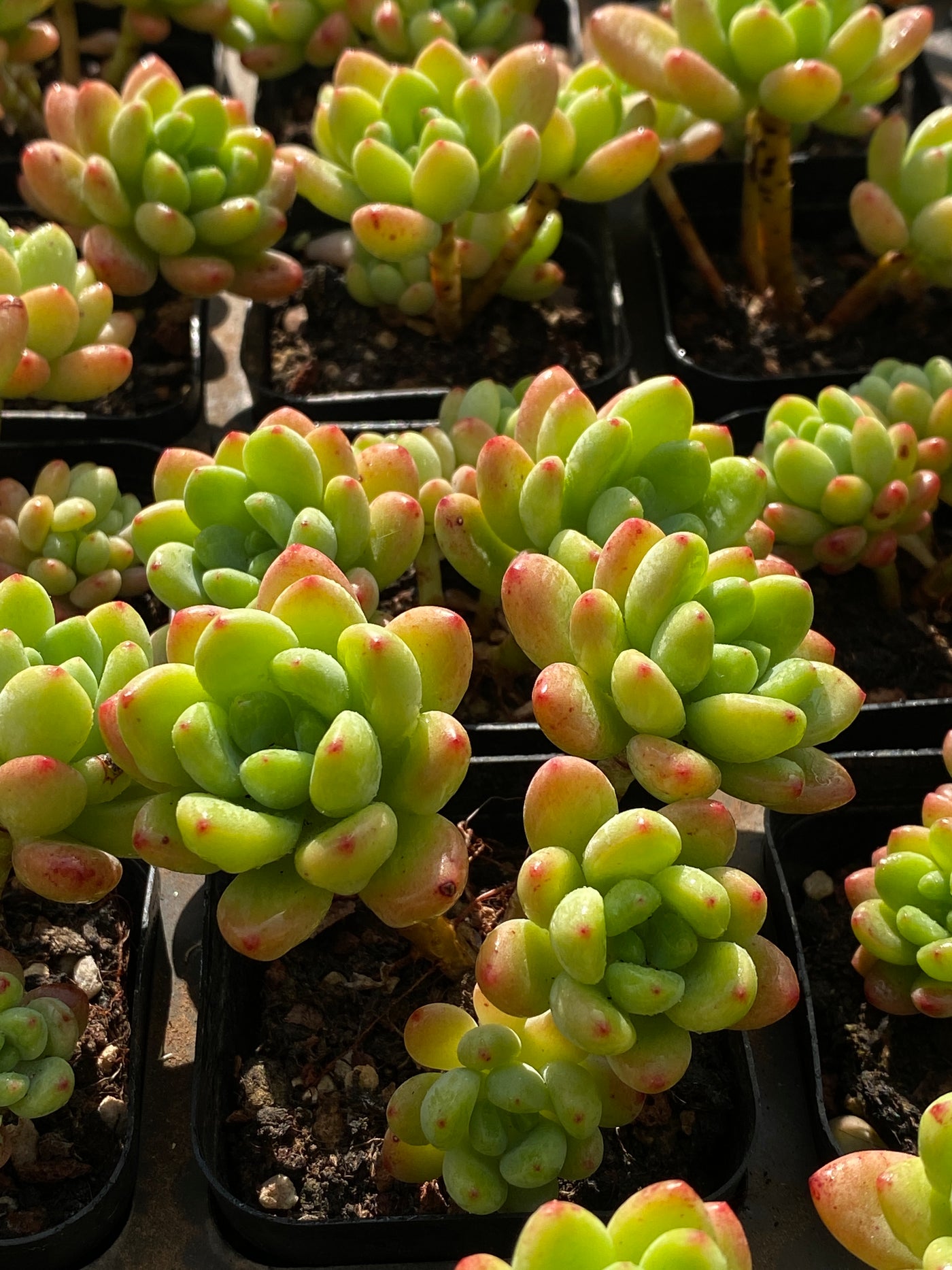 TH651     多肉植物     （25株）セット