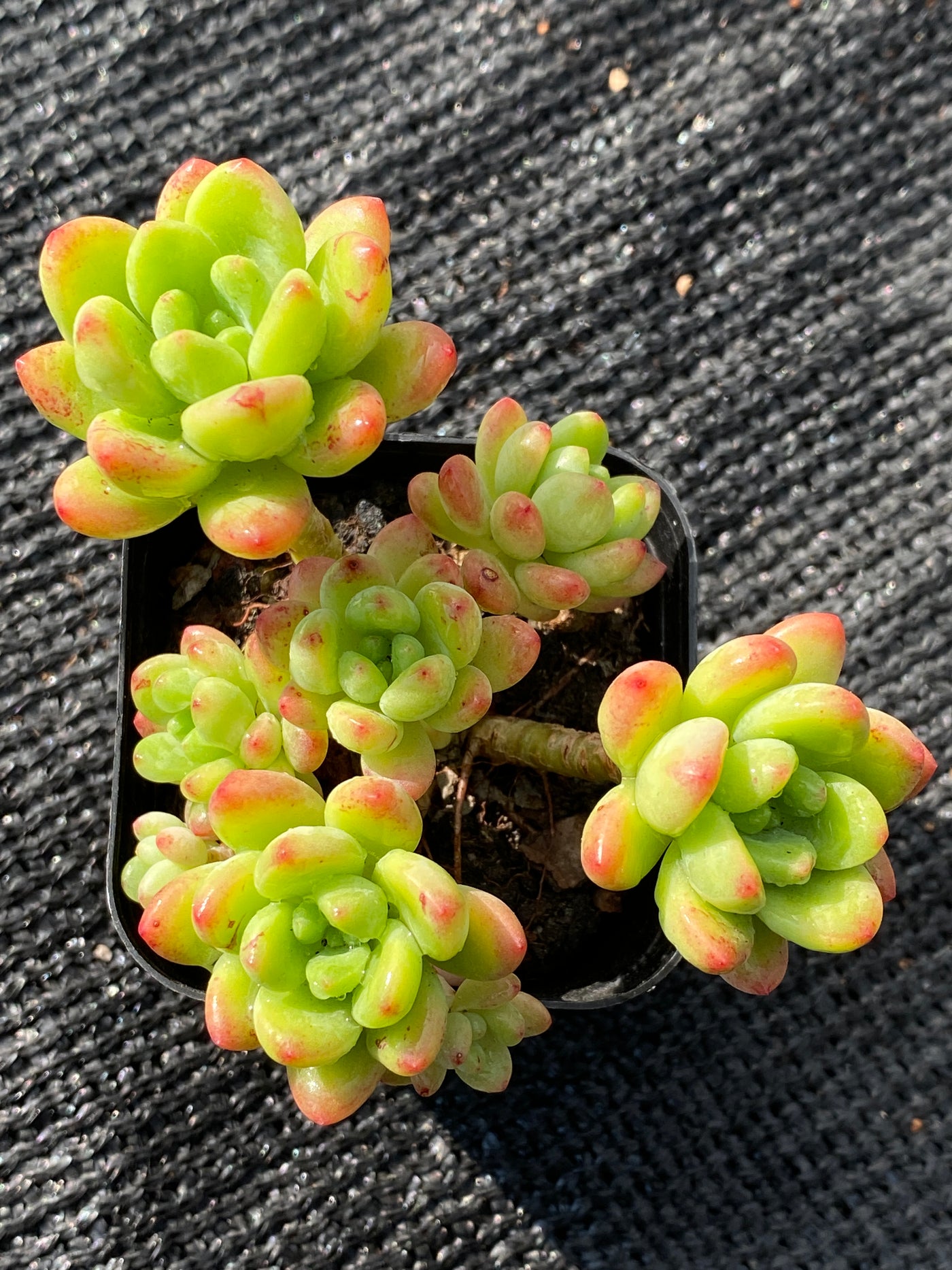 TH651     多肉植物     （25株）セット