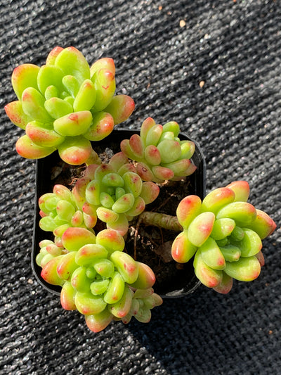 TH651     多肉植物     （25株）セット