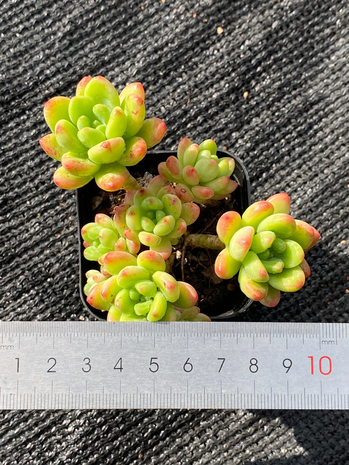 TH651     多肉植物     （25株）セット