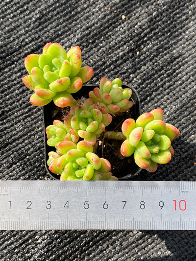 TH651     多肉植物     （25株）セット