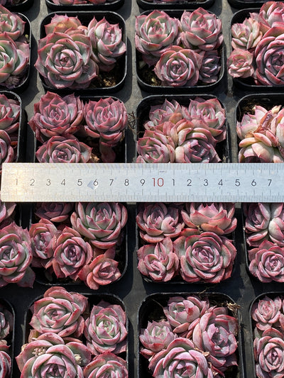 TH553     多肉植物     （45株）セット