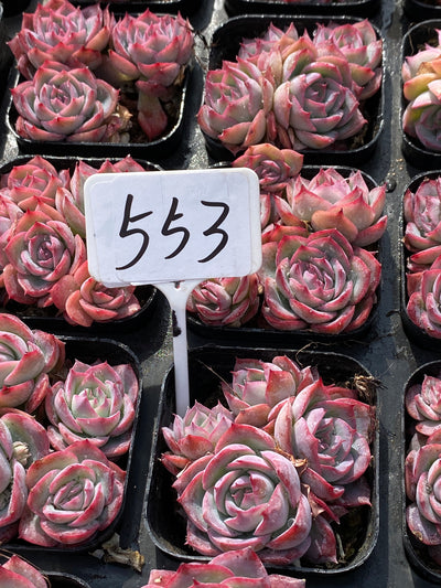 TH553     多肉植物     （45株）セット