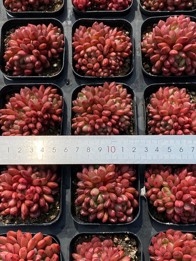 TH554     多肉植物     （45株）セット