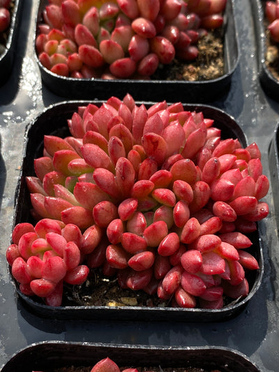 TH554     多肉植物     （45株）セット