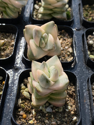 TH555     多肉植物   紀ノ川綿  （45株）セット