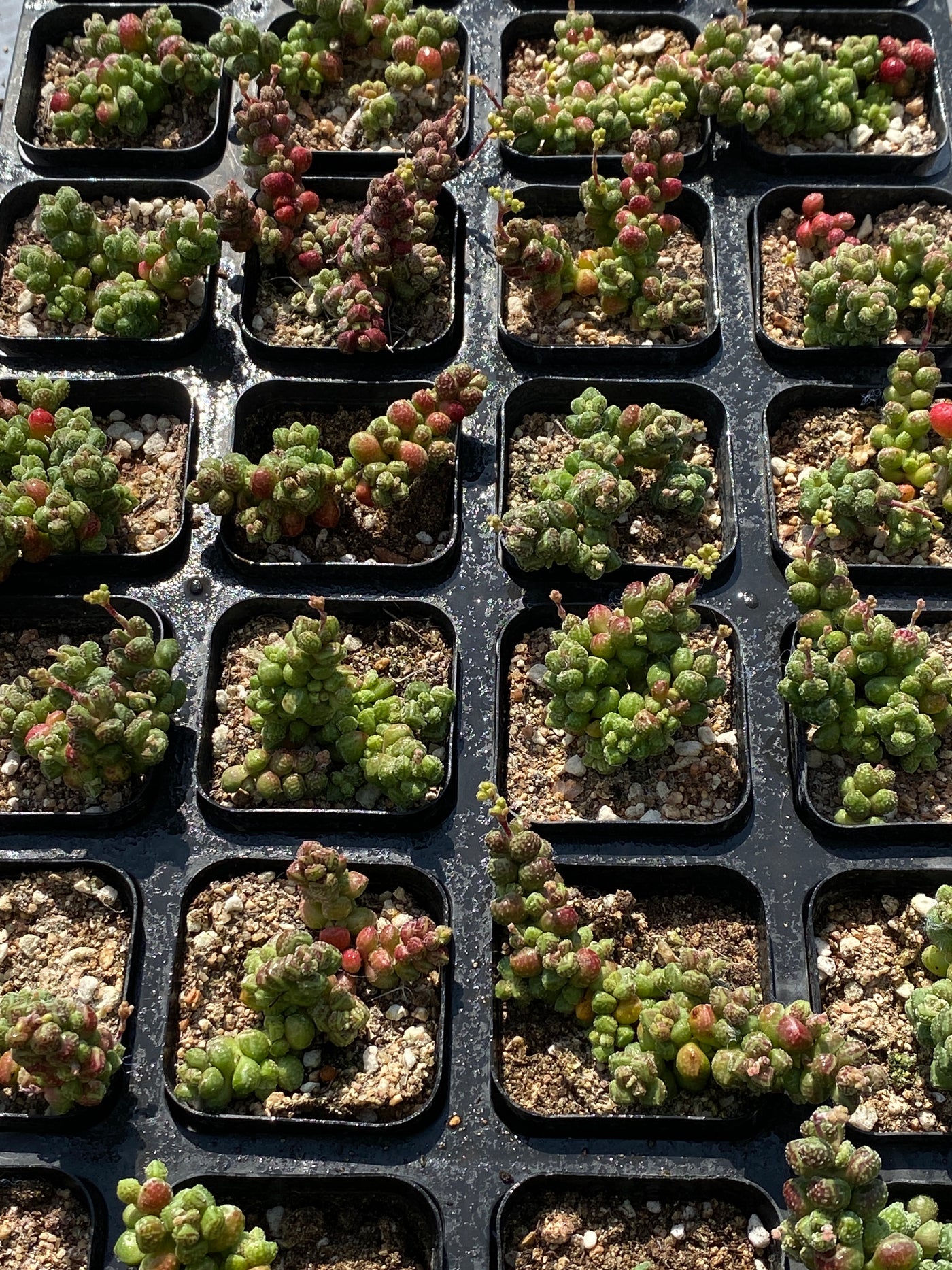 TH558     多肉植物     （45株）セット