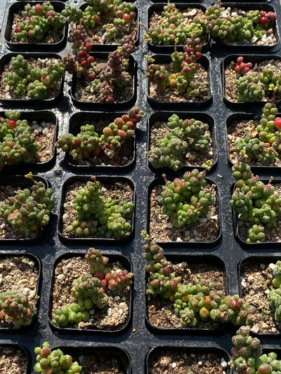 TH558     多肉植物     （45株）セット