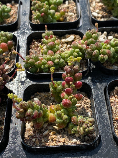 TH558     多肉植物     （45株）セット
