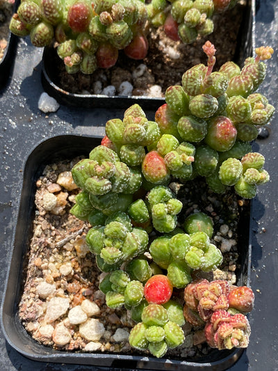 TH558     多肉植物     （45株）セット