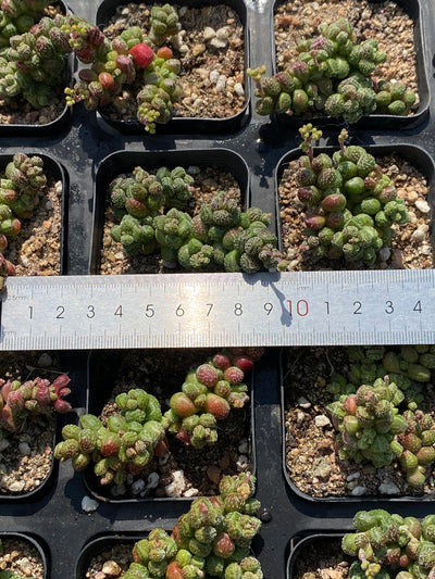 TH558     多肉植物     （45株）セット