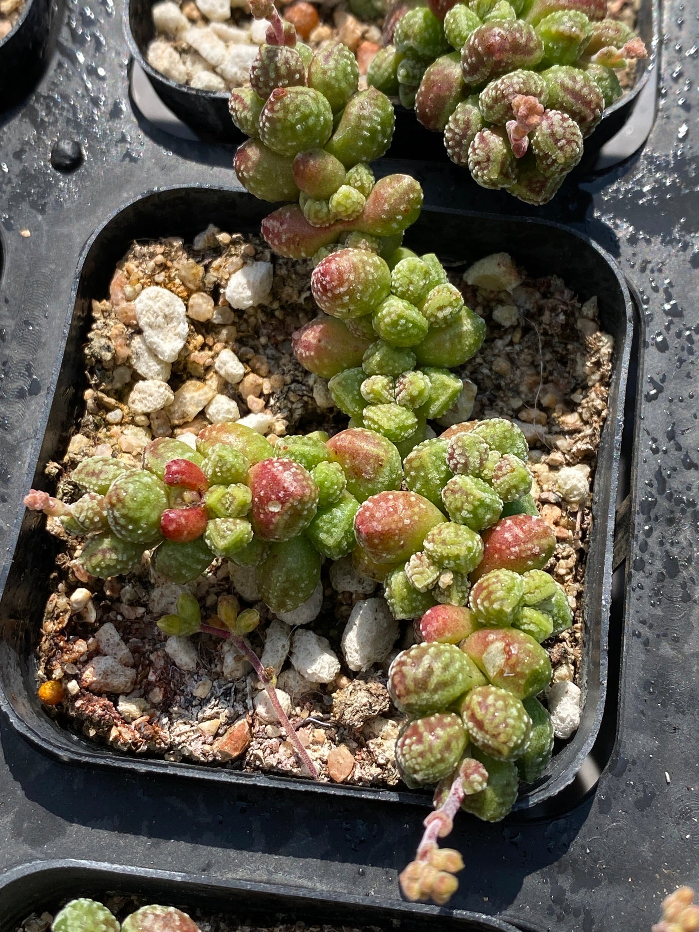 TH558     多肉植物     （45株）セット