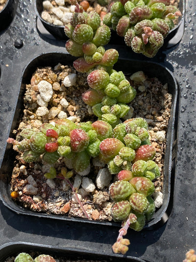 TH558     多肉植物     （45株）セット