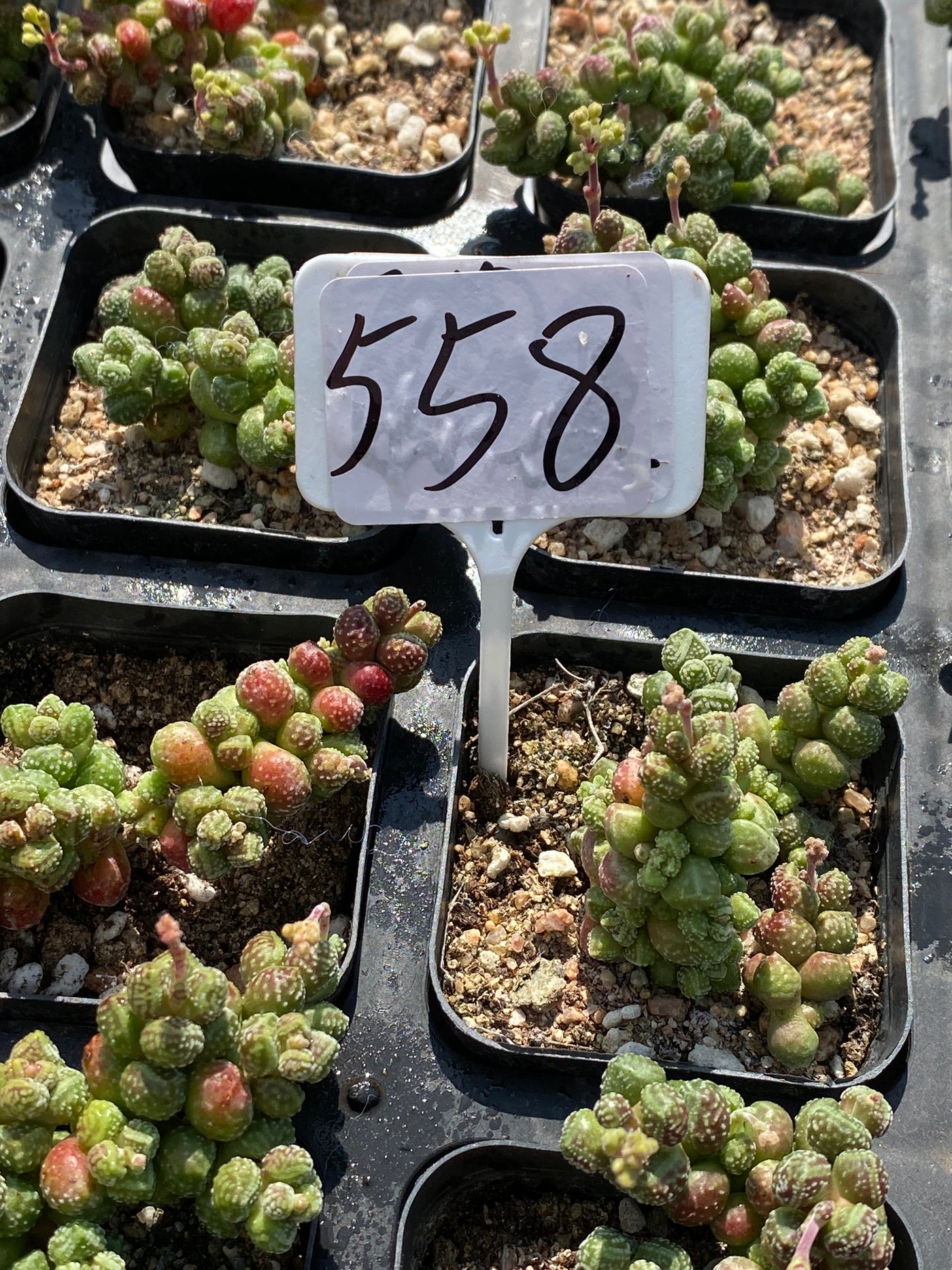 TH558     多肉植物     （45株）セット