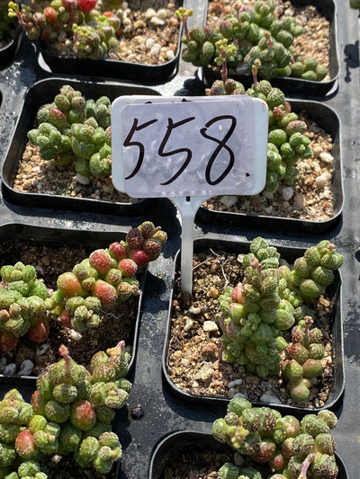 TH558     多肉植物     （45株）セット