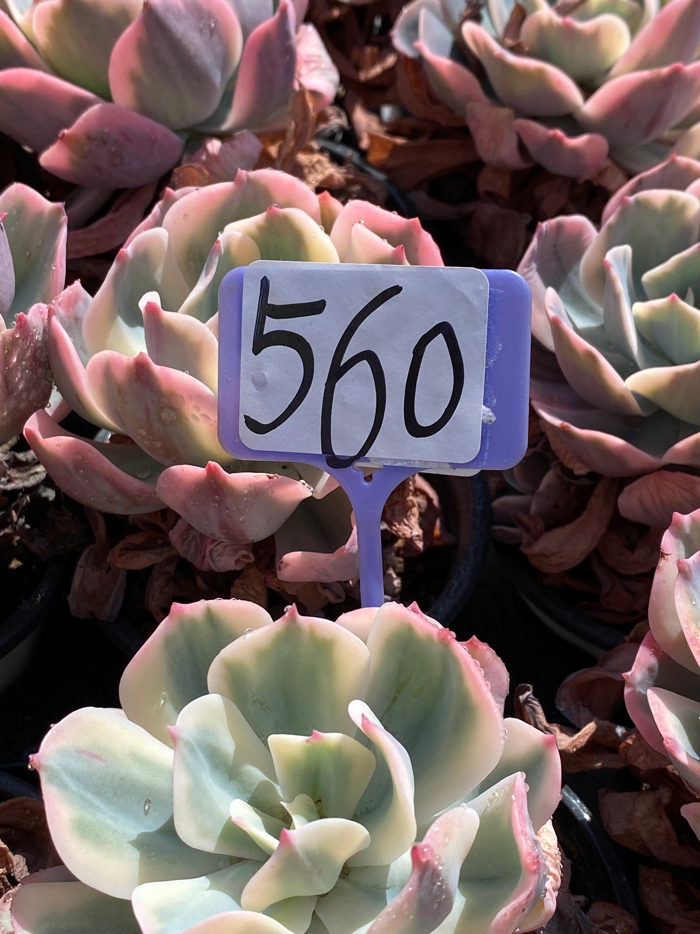 TH560     多肉植物     （35株）セット