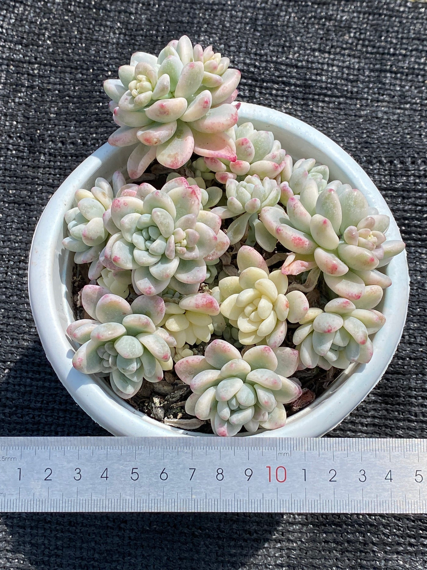 TH561     多肉植物     （10株）セット