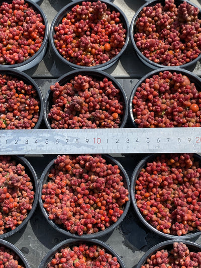 TH562     多肉植物     （23株）セット
