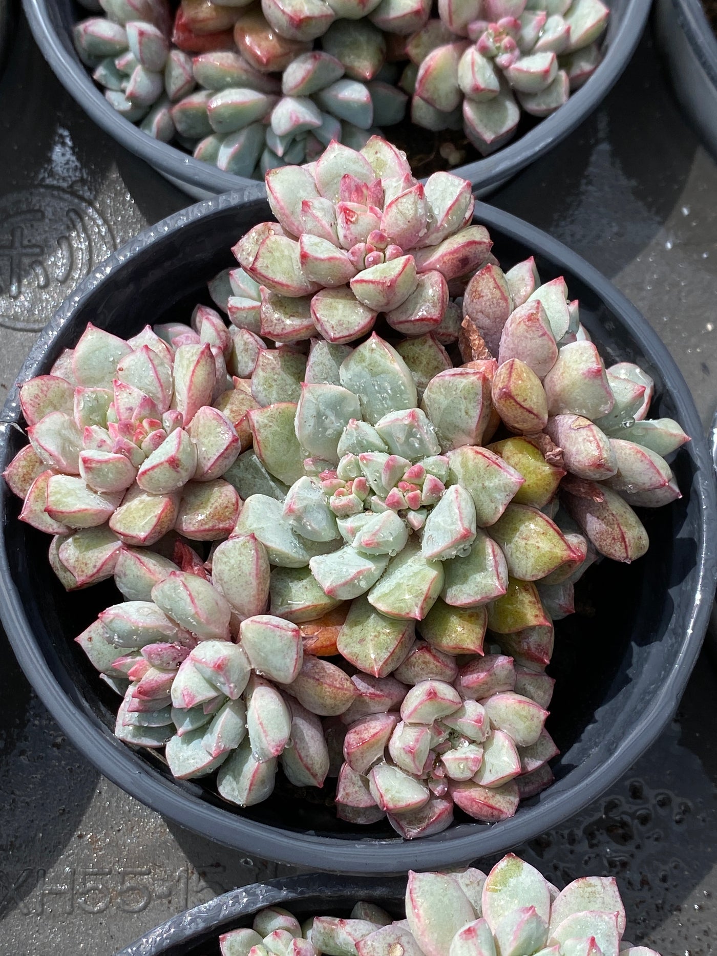 TH564     多肉植物     （23株）セット