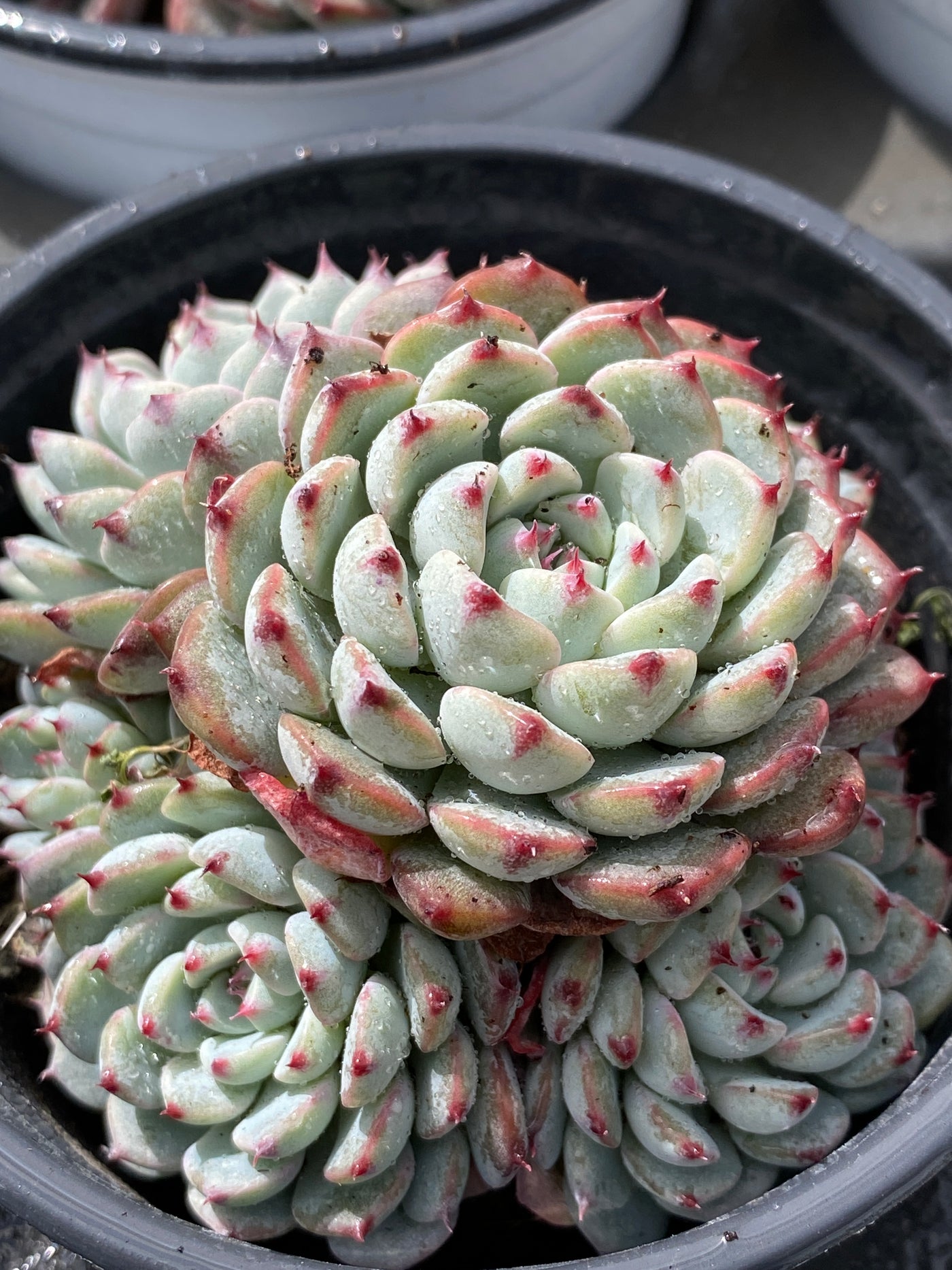 TH566     多肉植物     （35株）セット